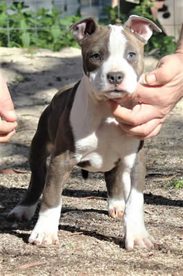 DDDawgs International Affair